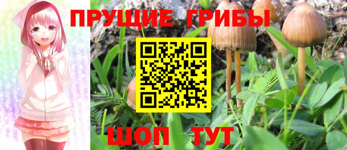 Галлюциногенные грибы Cubensis Елабуга